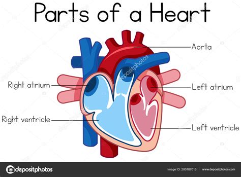 Partes Ilustración Del Diagrama Corazón — Archivo Imágenes Vectoriales
