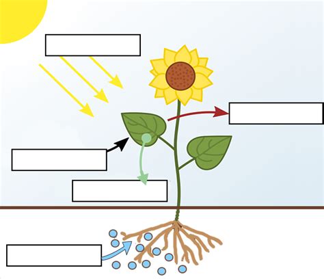 How Does Photosynthesis Work Label