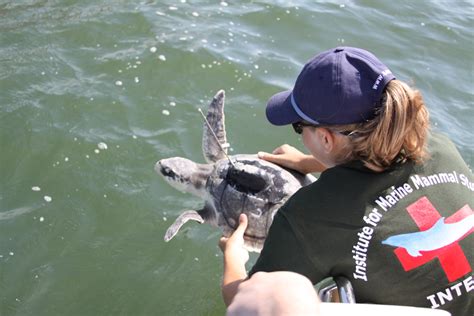 Imms Internship Marine Animals Volunteering With