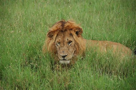 Free Images Prairie Adventure Wildlife Africa Mane Rest Fauna