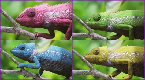 The Best Color Changing Chameleon Biobubblepets