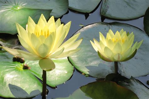 Significado de la Flor de loto Conoce el simbolismo de esta enigmática flor