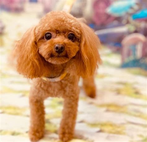 150 Majestic Toy Poodle Dog Names Pupstoday