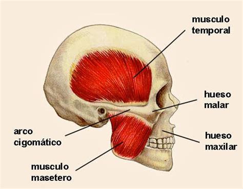 Cráneo Mandíbula Articulación Temporomandibular Y Músculos De La