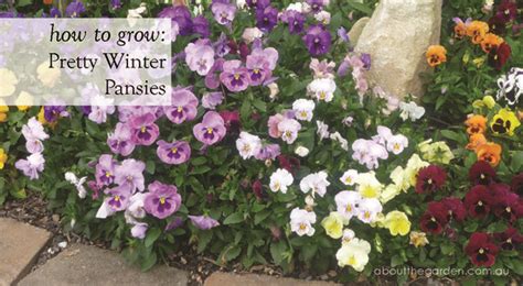 Alas, although the plants can linger. How to Grow Pretty Winter Pansy | Flowers for winter ...