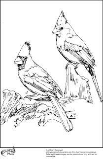 Even the brown females sport a sharp crest and warm red accents. American Cardinal Coloring Pages | Bird drawings, Bird ...