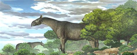 Giant rhino fossils in China show new species taller than giraffe