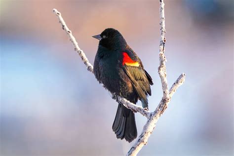 Blackbirds In Arkansas 10 Fascinating Species To Look For