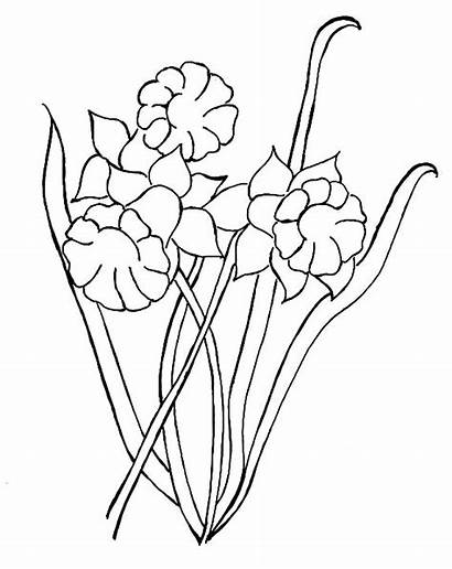 Coloring Pages Daffodil Dad