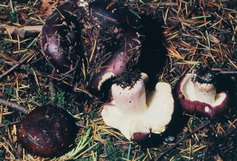Russula Xerampelina Mushrooms Up Edible And Poisonous