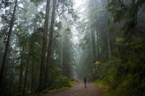 The Most Beautiful Forests of Oregon | That Oregon Life