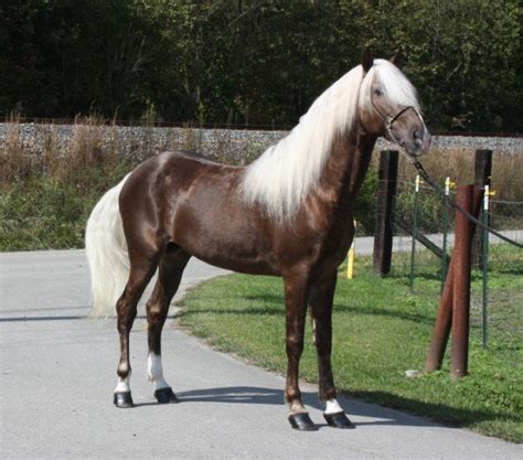 Rocky Mountain Horse Breed Information History Videos