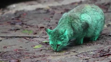 Feline A Little Green Meet The Green Cat Of Bulgaria Part 2 Youtube