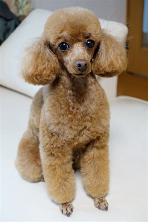 The Perfect Poodle Haircut