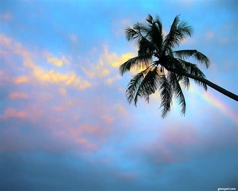 Free Download Download Palm Trees Sunset Wallpaper 1920x1080 Wallpoper