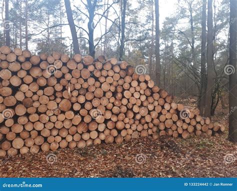 Pile Of Logs Lying In The Forest Stock Photo Image Of Bark Pile