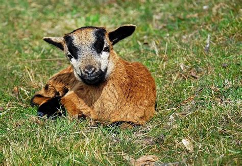 Hd Wallpaper Brown And Black Kid Goat Lying On Green Grass Domestic