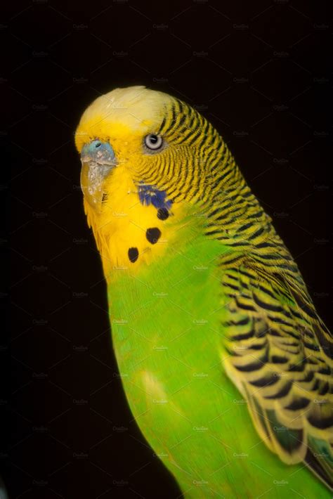 Green And Yellow Parakeet High Quality Animal Stock Photos ~ Creative