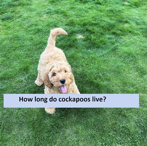 How Long Do Cockapoos Live Cockapoo Life Span