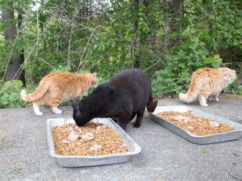 Members of a feral cat colony can include cats that have strayed after living with human caretakers as well as their offspring, which have had little human contact or none at all. Haverstraw leads by supporting feral cat spay programs