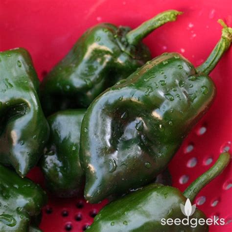 Poblano Ancho Hot Pepper Heirloom Seeds Etsy