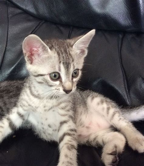 The spots of the mau occur on only the tips of the hairs of its coat. Egyptian mau kittens 1 boy left | Kings Lynn, Norfolk ...