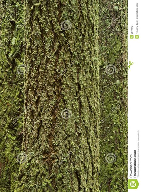 Mossy Tree Trunks Stock Photo Image Of Timber Tree Wood 8610042