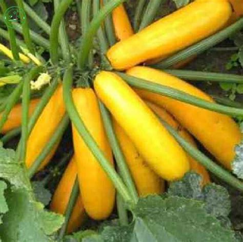Online Buy Wholesale Yellow Squash Plant From China Yellow