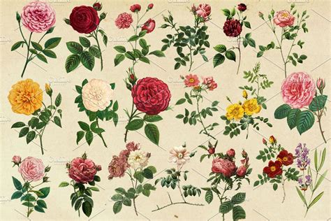Antique Botanical Floral Graphics 2 Custom Designed Graphic Objects