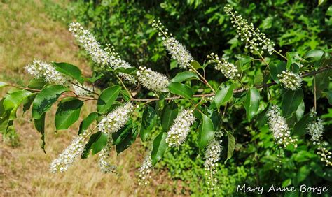 Information on wild black cherry trees. Black Cherry - for Wildlife, and People, too! | The ...