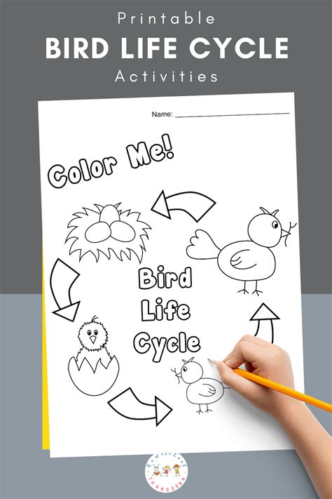 Life Cycle Of A Bird For Kids Bird Crafts Preschool Preschool Colors