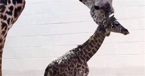 Watch Baby Giraffe Tries To Walk