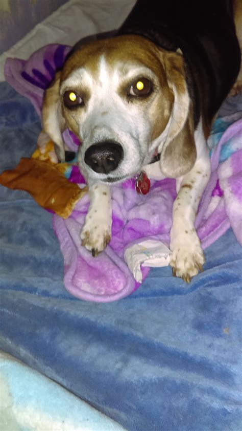 Find lab in dogs & puppies for rehoming | find dogs and puppies locally for sale or adoption in toronto (gta) : Beagle dog for Adoption in Tampa, FL. ADN-772526 on PuppyFinder.com Gender: Female. Age: Senior ...
