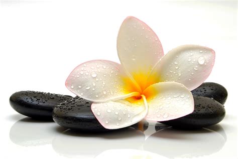 Massage Flower Wallpapers Top Free Massage Flower Backgrounds Wallpaperaccess