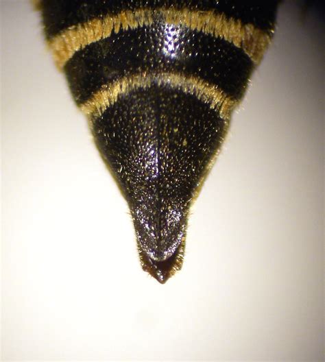 Coelioxys Rufescens Female Tergite 6 Hope Gap Sussex 1 Flickr