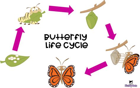 Butterfly Life Cycle Activity Free 5 Sequence Activity Fluffytots