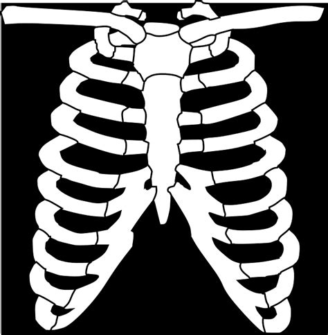 Costillas Esqueleto Humana · Gráficos Vectoriales Gratis En Pixabay
