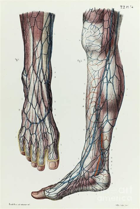 Lower Leg And Foot Veins Photograph By Science Photo Library Fine Art