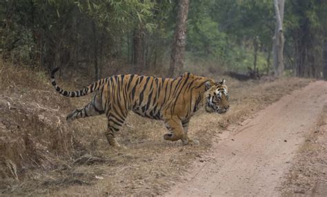 Tigers Of Central India
