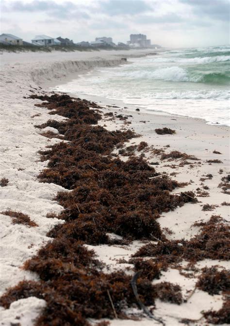 Seaweed on Pensacola Beach is no cause for concern, experts say. Here's