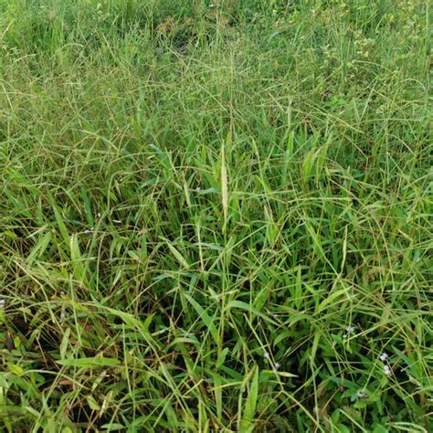 Have Bahia Grass Everything You Need To Know About It