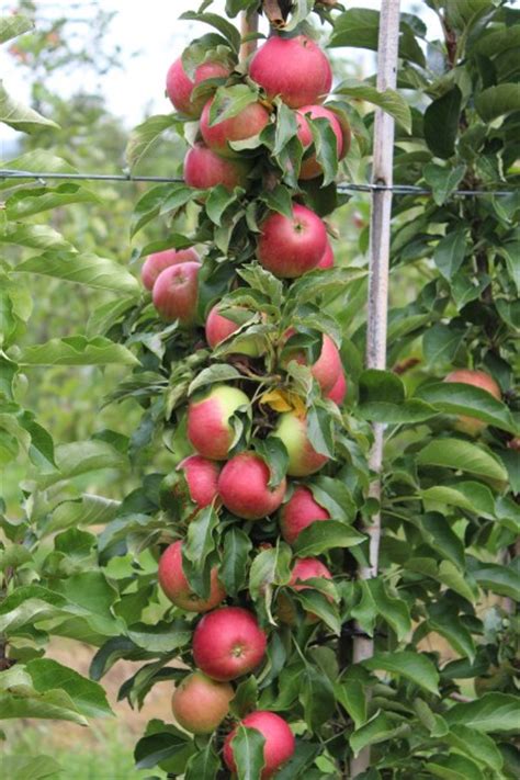We did not find results for: Columnar Apple Malini® Pronto® | Buy Columnar Apple trees ...