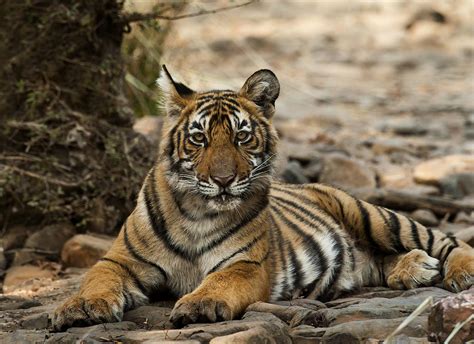 Young Male Tiger Photograph By Imtiaz Khan Fine Art America
