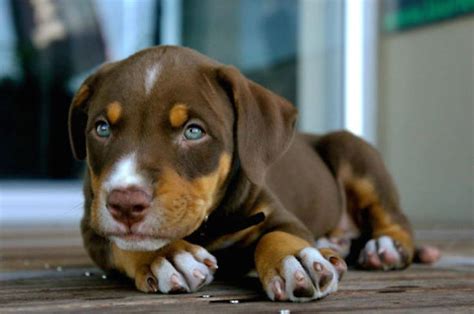 Doberman Boxer Mix Dog Crossbreeds Dog Breeds Beautiful Dogs