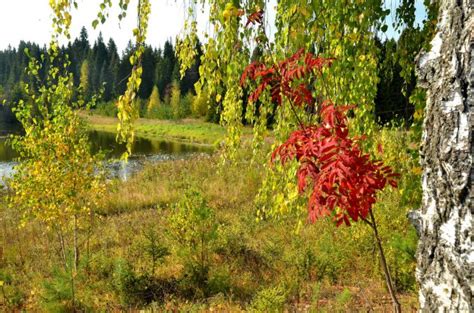 Ах осень эта рыжая девица Сайт Богородского района Кировской области