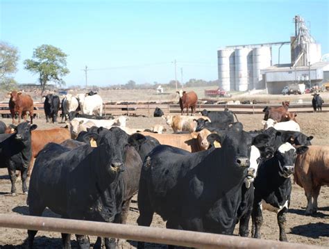 Cattle Market Ready To Move In 2021 News