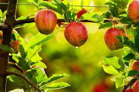 growing luscious fruit trees in the inland northwest pacific northwest living