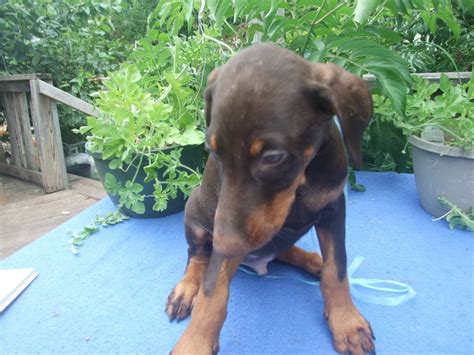 Ckc doberman puppies for sale. Doberman Pinscher Puppies For Sale | Valley Center, KS #334241