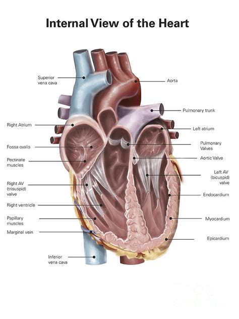 Internal View Of The Human Heart Digital Art By Alan Gesek Pixels