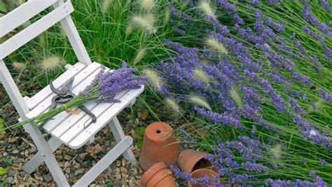 Gerade in einem naturgarten oder in einem verwilderten garten ist es kniffelig, die optimalen bedingungen für den lavendel zu finden. Lavendel schneiden, pflanzen und pflegen | NDR.de ...